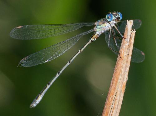 Chalcolestes viridis